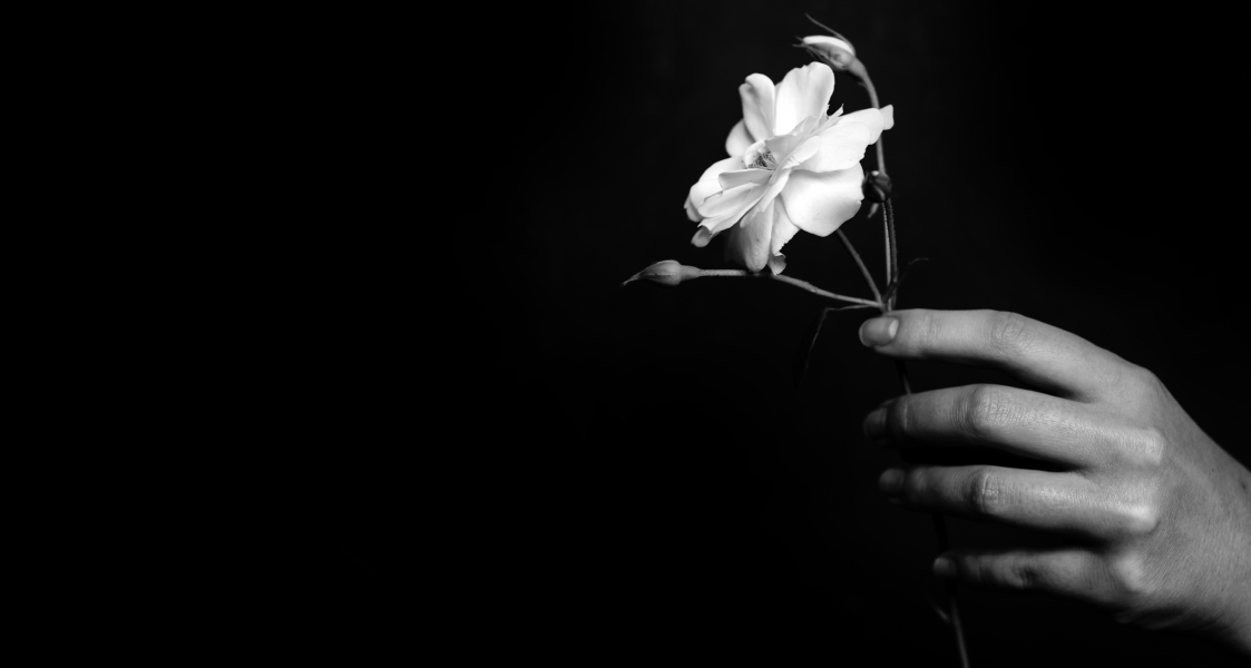 Eine Hand hält eine weiße Blume vor schwarzem Hintergrund